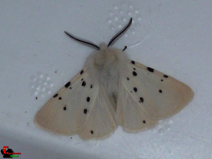 spilosoma conferma